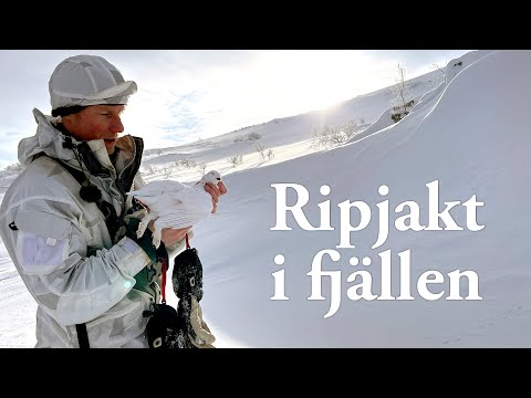 Jaktresan: Ripjakt i fjällen