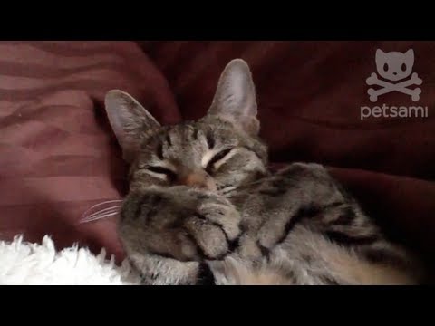 Cat cringes at the sound of nails being clipped