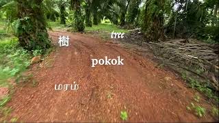 Palm Oil Family – abbreviated walk (2024) – Olivia Koh