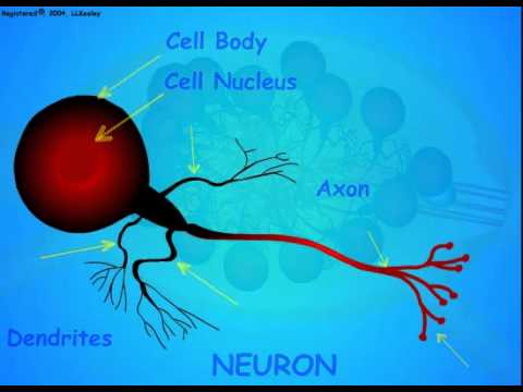 3. Insect Nervous System