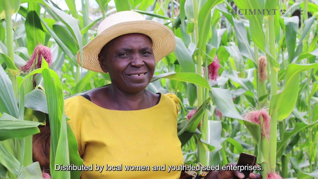 CIMMYTs work on Drought tolerant Maize