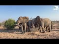 A Serious Fight Between Elephant Bulls Mambo Zindoga
