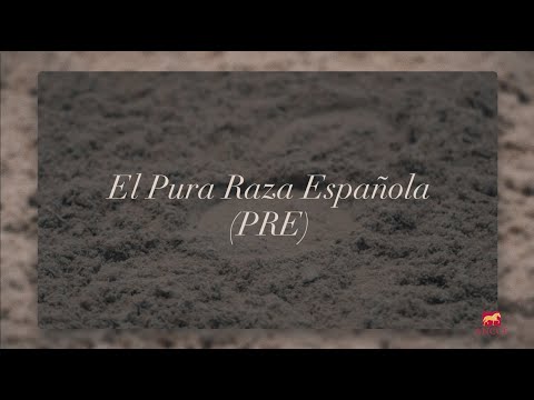 El Pura Raza Española (PRE)