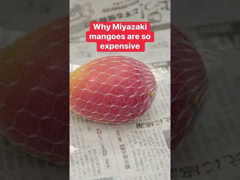 この日本産マンゴーは一組で4000円もするそうです #マンゴー #foodinsider #ショーツ #めっちゃ高い (A pair of these Japanese mangoes can cost as much as $4,000 #mango #foodinsider #shorts #soexpensive)