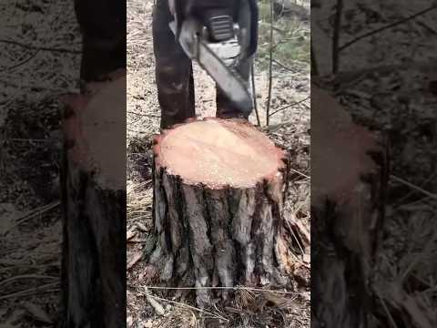 Genius Tree Stump Trick! 😲 (@lisoryb24)