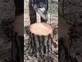 Genius Tree Stump Trick Lisoryb24