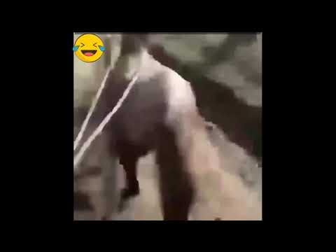 O plimbărică cu iapa Mădălina (Hee Mădălino) 😂😂😂