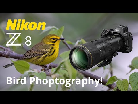 Nikon Z8 Spring Bird Photography 600PF Lens!