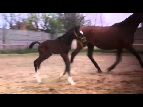 Ogierek po Indy Champ od Zgoda po Alywar