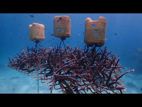 UTS Science in Focus: Rebuilding Australia’s Coral Reefs