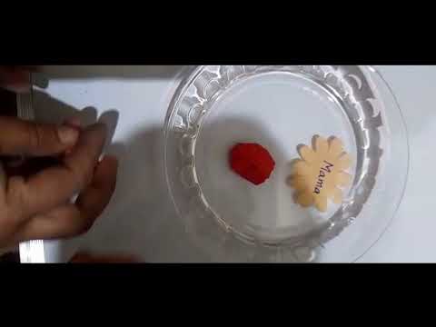 Blooming Flowers | Pre Year 1 | Pakistan Open School