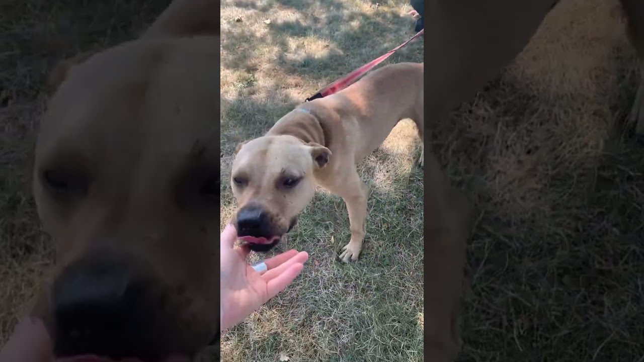 Enlarge Russel, a Adoptable Mixed Breed in Monroe, MI video 6/6