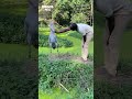 Stork communicates with zookeeper #shorts #storkbird #zookeepers