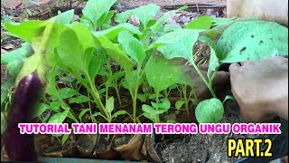 Tutorial Tani  Menanam TERUNG UNGU Secara ORGANIK Di Lahan & Polybag  PART. 2