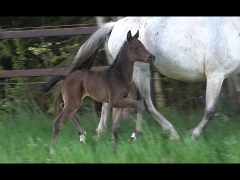 *2020 Stute von Damaschino - Hohenstein (6 Tage alt)
