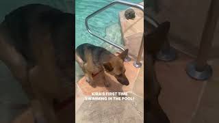 Video preview image #1 German Shepherd Dog Puppy For Sale in Lighthouse Point, FL, USA