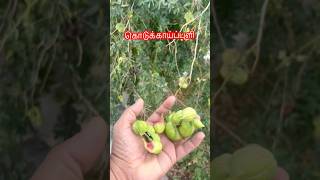 Download lagu #கொடுக்காய்ப்புளி #kodukapuli #tree #plant #agriculture #uae #india #abudhabi #food #trending mp3