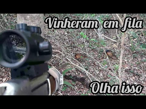 Espera De Cotia No Malfim, Olha Esse Abate! A Filmagem Ficou Top, Confiram!