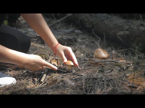 Bay Area resident dies after eating wild mushrooms as poisoning spikes