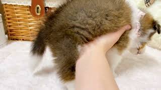 シェットランドシープドッグの動画02