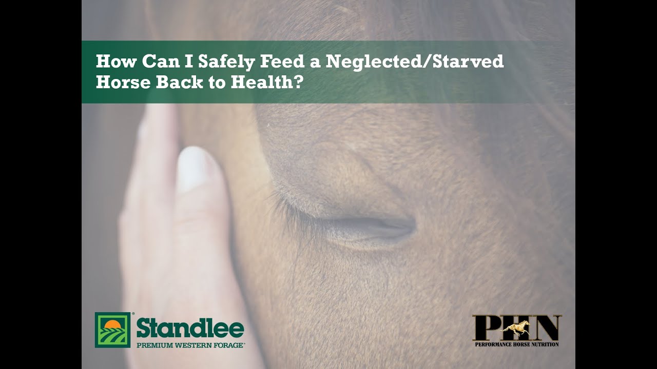 How Can I Safely Feed a Neglected/Starved Horse Back to Health?
