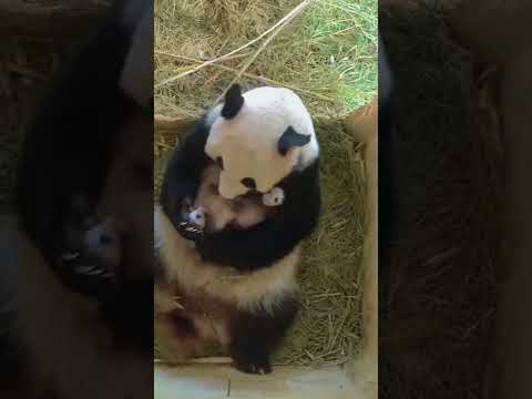Baby panda so cute #shorts #panda #animals #cutanimals #cutanimalshort