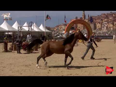 N.136 QAIS AL USOOL - Menton 2019