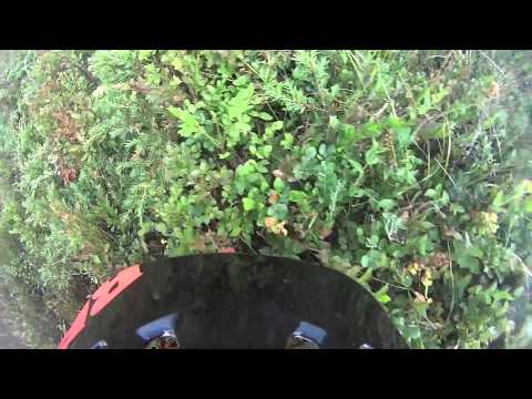 barullone nei mirtilli