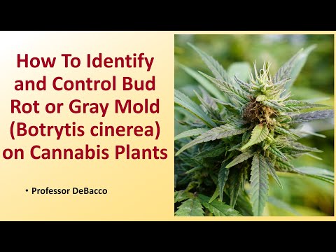 How To Identify and Control Bud Rot or Gray Mold Botrytis cinerea on Cannabis Plants