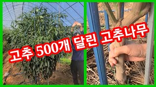 고추 500개 달린 고추나무 유인 작업중~ 고추재배방법 고추나무키우기, 솔림농원 비닐하우스 텃밭 주말농장