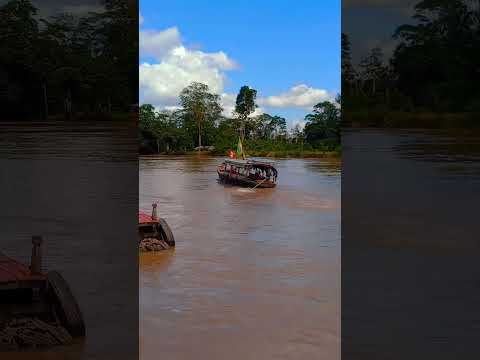 homem peixe saindo do município de anamã Estado do Amazonas