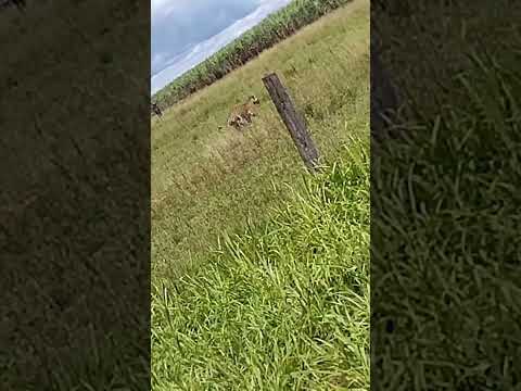 onça pintada em Denise MT