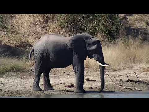 Djuma: Lone Elephant bull with stubbed tail - 13:40 - 05/17/20