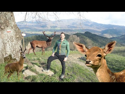 Differences between DEER, FALLOW and ROE DEER!