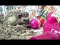 Video: Headgehog Multi-tool