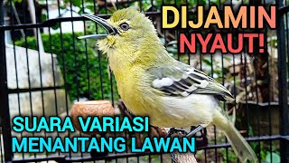 Download lagu DIJAMIN MENGGUNCANG! SIRTU GACOR MENANTANG EMOSI LAWAN DENGAN VARIASI SUARA SIRTU YANG COCOK UNTUK MEMANCING mp3