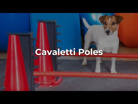 Cavaletti Exercises – Video Cavaletti Exercises - Video