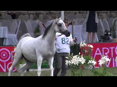 Al Khalediah European Arabian Horse Festival - 1