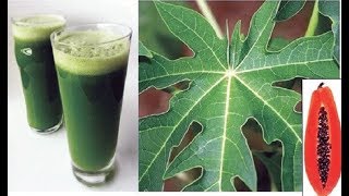 Papaya Leaves Juice Can Cure Health Problems/Papaya Leaf Juice With A Pestle & Mortar