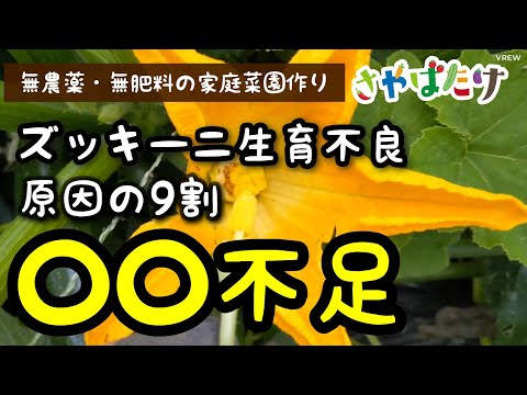 , title : 'ズッキーニ初期の仕立て方！ズッキーニ失敗する原因の9割は◯◯不良です！'