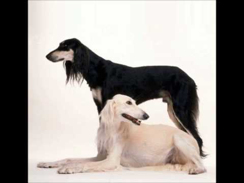 Saluki