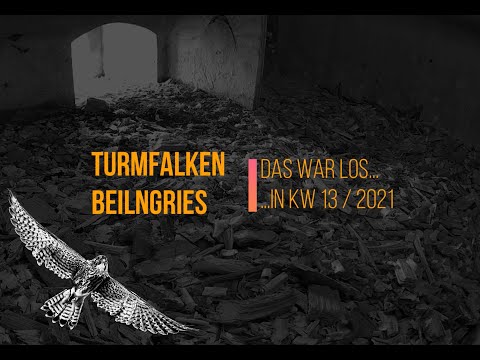 Turmfalken Beilngries - Das war los...in KW 13 / 2021