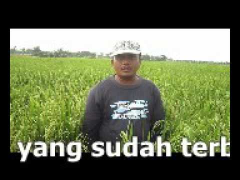 Pisang dan potensi pada pria Binaragawan kontol kecil