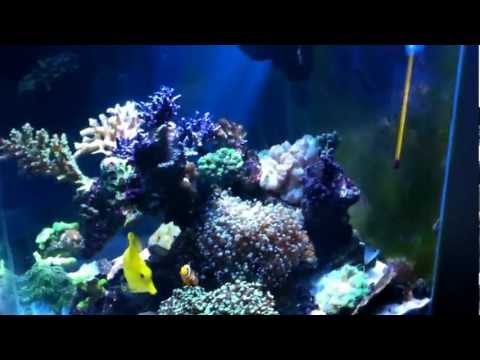 Cubic Open reef 91L