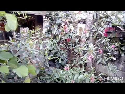 Manang Bernarda B. Part 1 Beautiful Flowers!At Canlaon City Philippines!