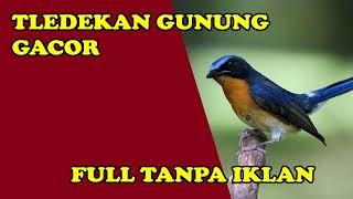 Download lagu Masteran Tledekan Gunung Gacor | Full tanpa iklan mp3