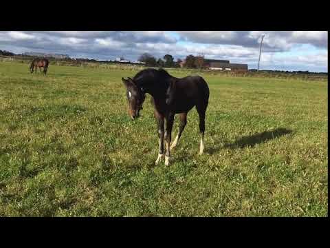 Kannan x Cornet Obolensky