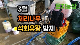 석회유황 뿌리고~요며칠 작업일지