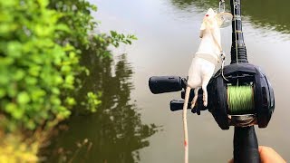 Crazy topwater blowup on a Savage Gear 3D Rat lure! (that I found in a tree)
