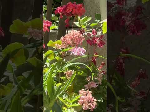 our colorful garden flowers 💐